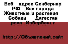 Веб – адрес Сенбернар.РФ - Все города Животные и растения » Собаки   . Дагестан респ.,Избербаш г.